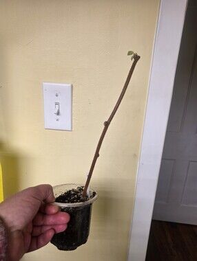 "Jenny" Kiwi Rooted Cutting, Plant Is Healthy